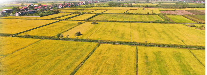 ��ͥ��ӿ����ƪ ��Ұ�������� 