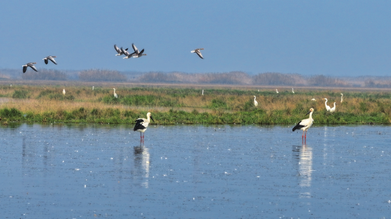 ������� ��֤ʪ������