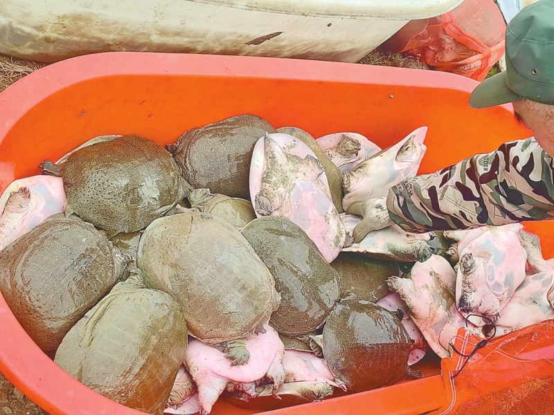 ���²����� ������Բ��