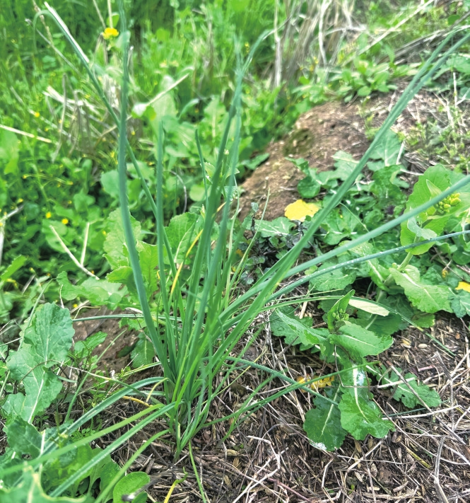 һ��Ұ����