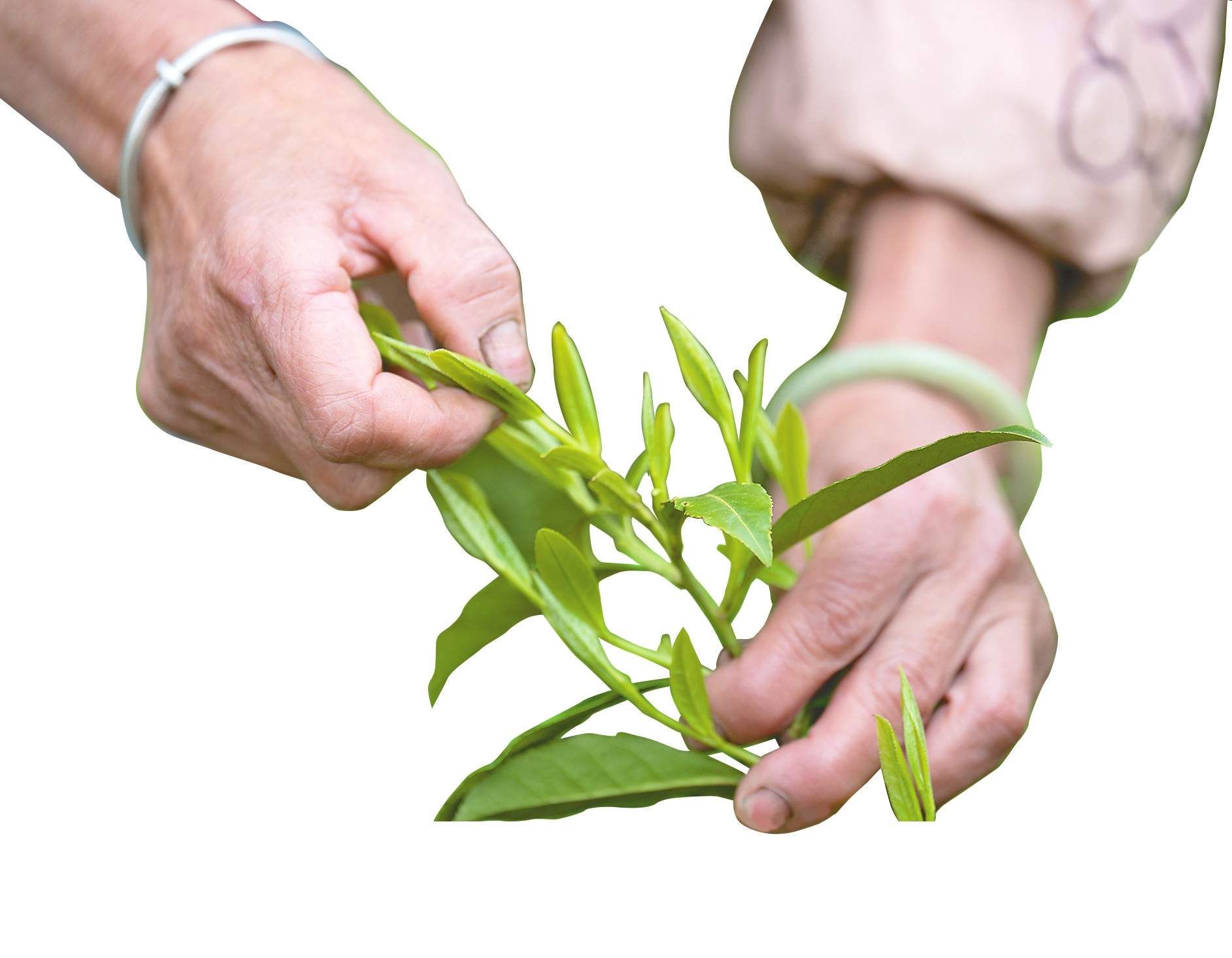 采茶工指尖捏着一枚刚采下的“一芽一叶”茶青。
