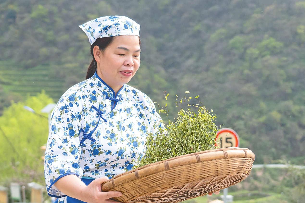 桃江县灰山港镇栗子山村甘泉山茶园茶农在簸拣茶叶。