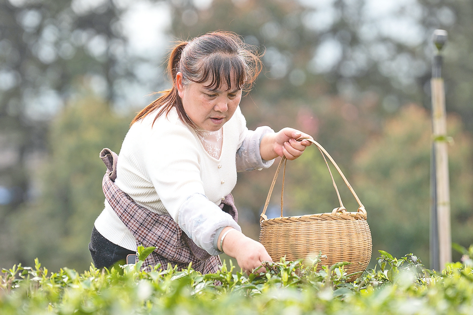 茶农在赫山区新市渡镇华湘茶叶种植农民专业合作社900亩生态茶园里采茶。