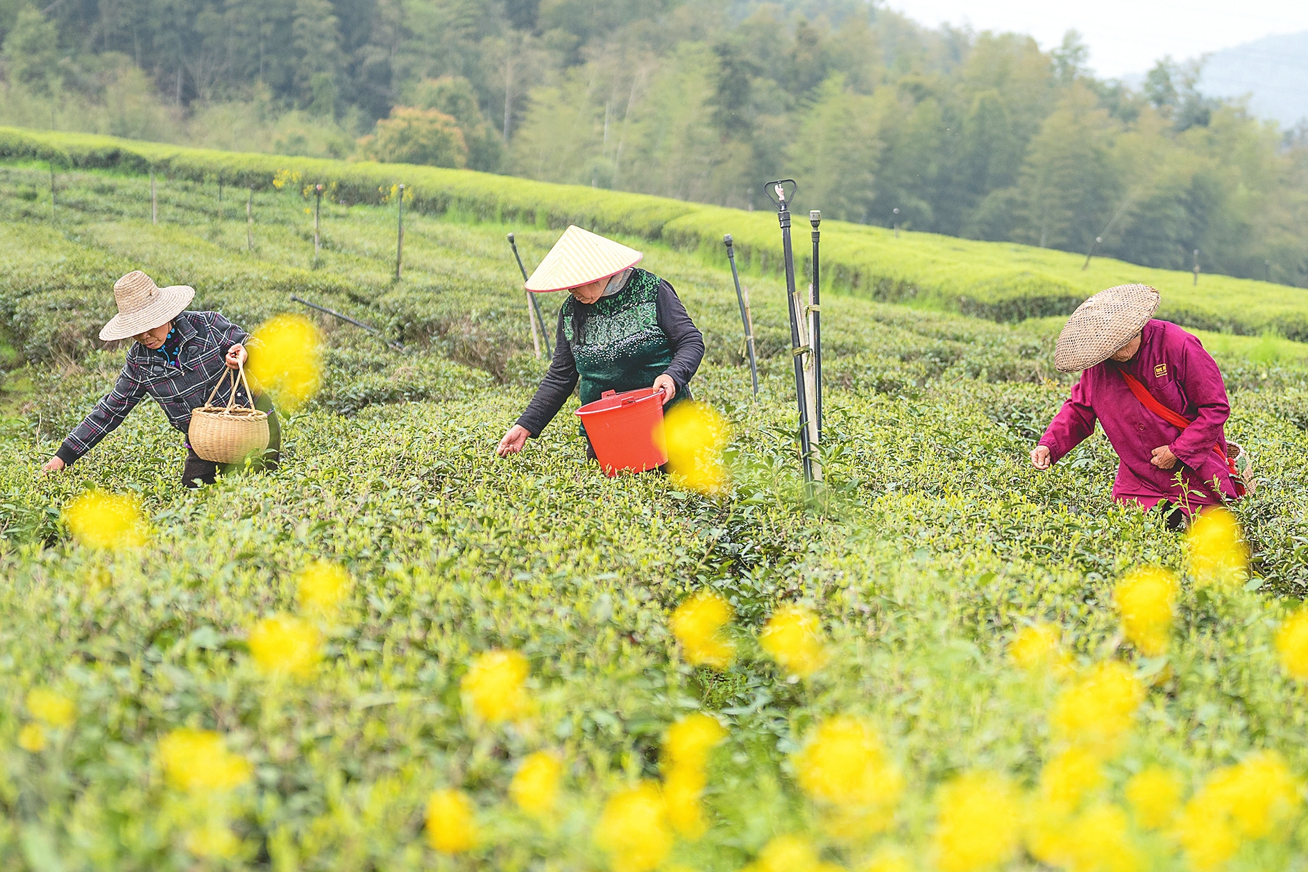 茶农在赫山区新市渡镇华湘茶叶种植农民专业合作社900亩生态茶园里采茶。