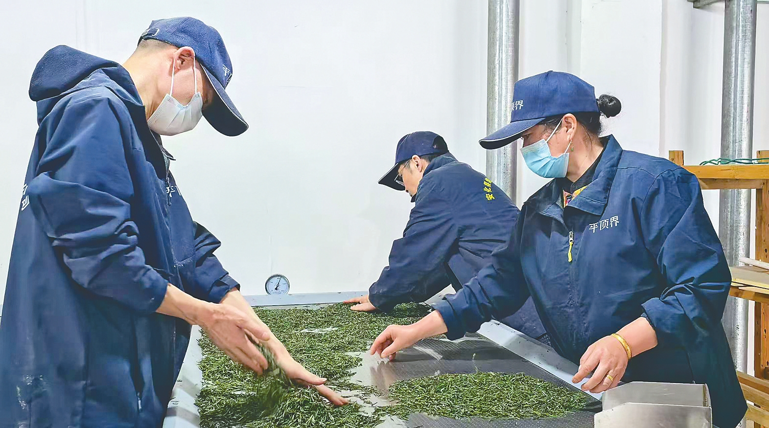 烟溪天茶园员工赶制春茶。