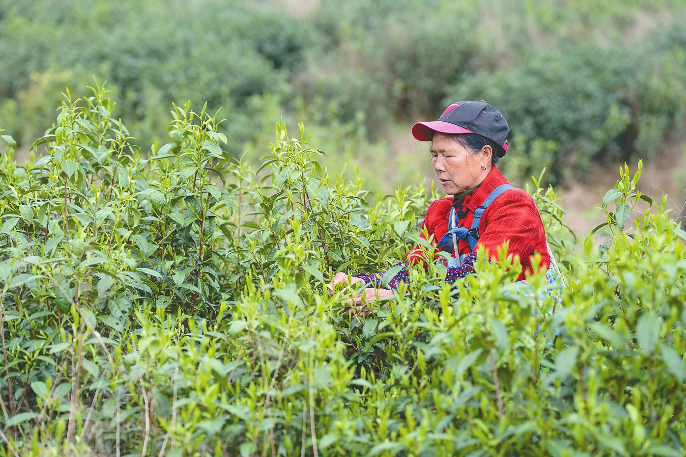 茶农在资阳区新桥河镇河坝村的茶园里采摘黄金茶。