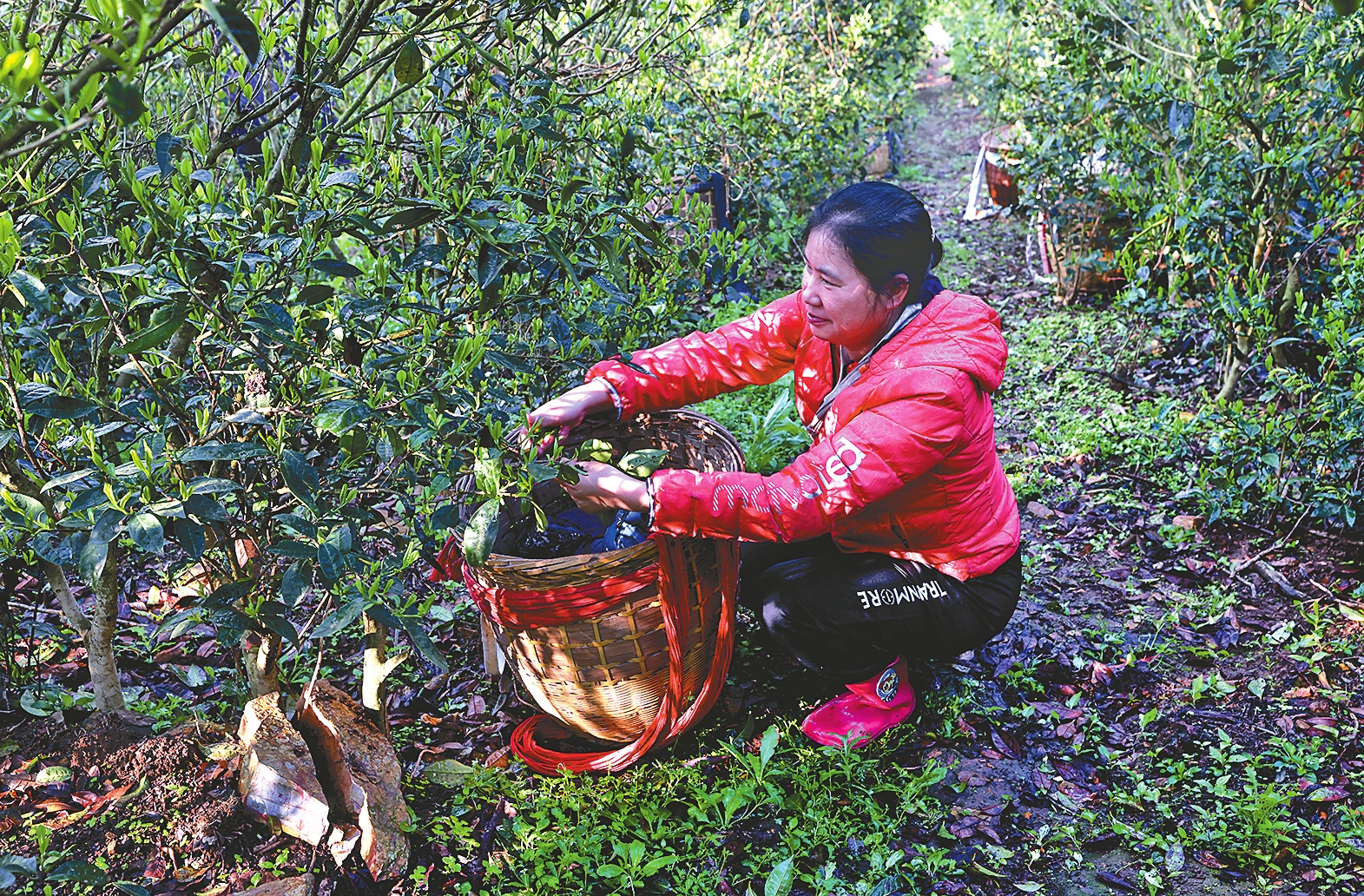 茶农在烟溪镇通溪桥村烟溪天茶园采茶。