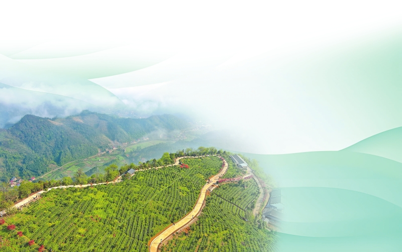 航拍烟溪镇通溪桥村烟溪天茶园。