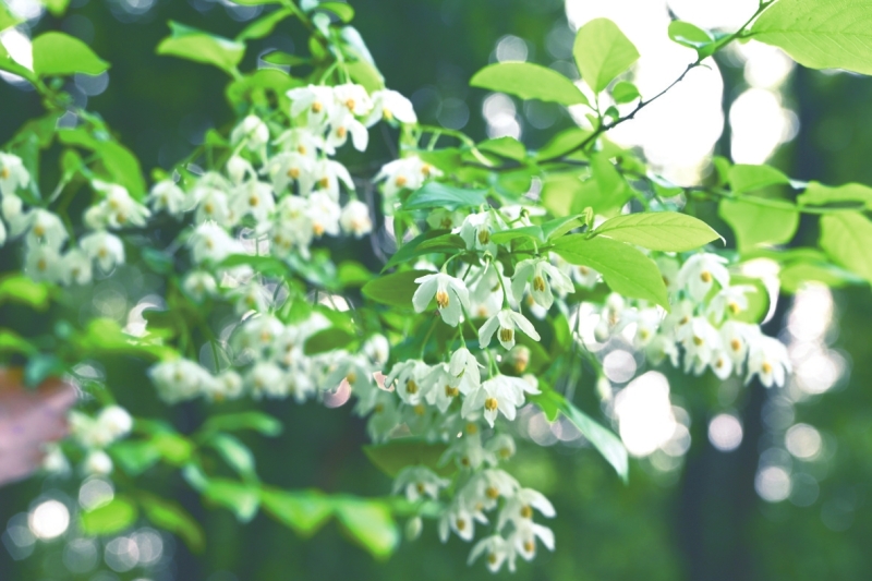 �佭�������ֵ��ĳӴ������ǹ��Ҷ�������ֲ�