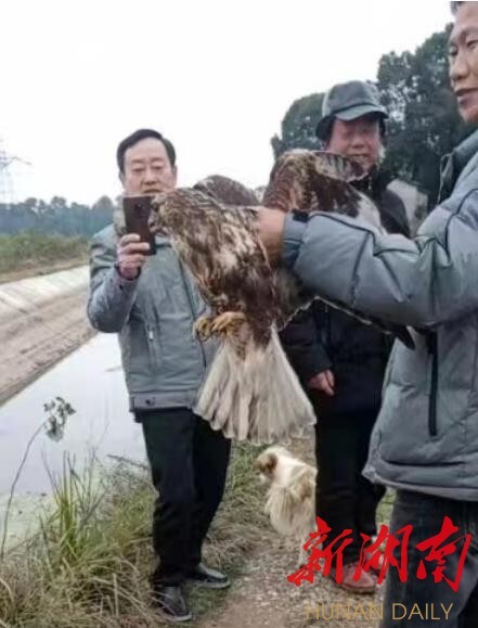 桃江:两年救助野生动物30多头(只)