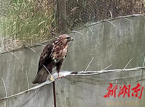 桃江:两年救助野生动物30多头(只)