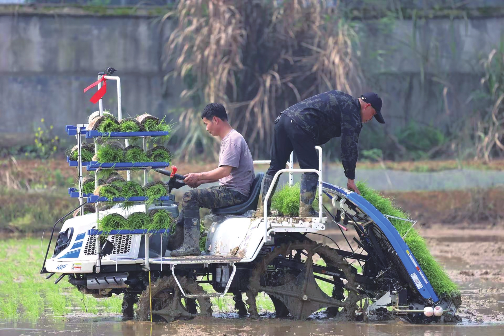 农机手操作高速插秧机插秧。