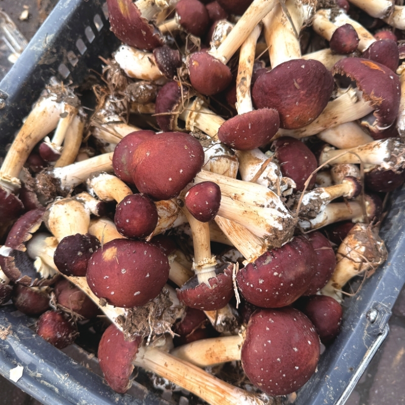 �ղ�ժ�����ĳ����ס�