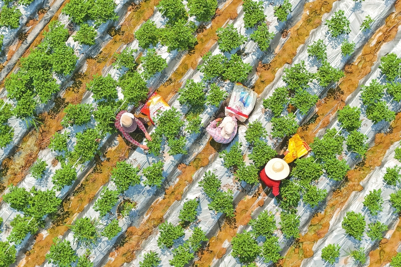 辣椒迎丰收,农户趁着晴好天气采收。
